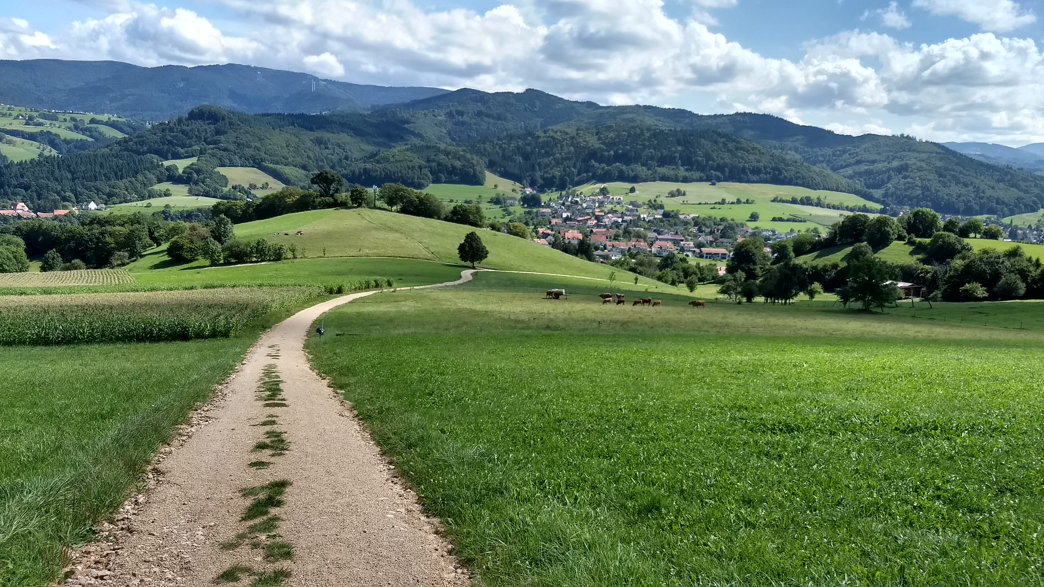 View of the dirt road around the pasture, looking down from the beginning of the trail to Schönberg through the forest.